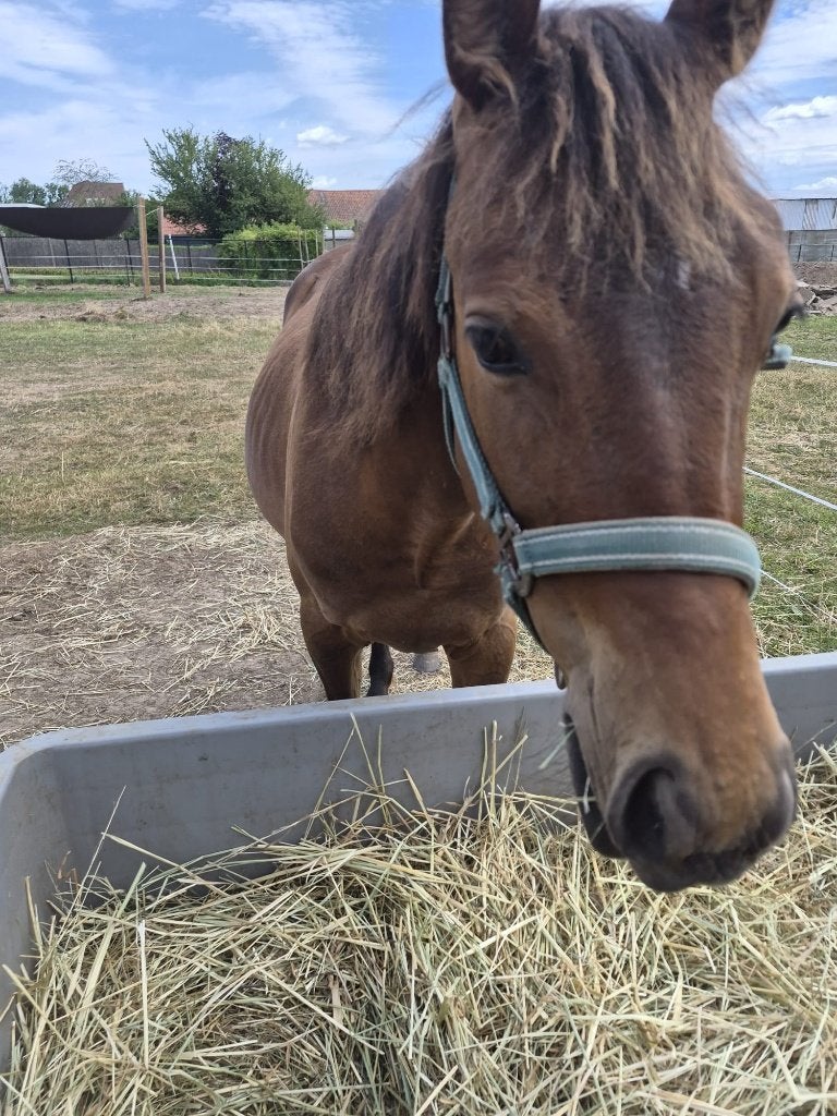 Knappe jaarling quarter merrie, Animaux & Accessoires, Poneys, Jument, Avec puce électronique, Vermifugé, Vacciné