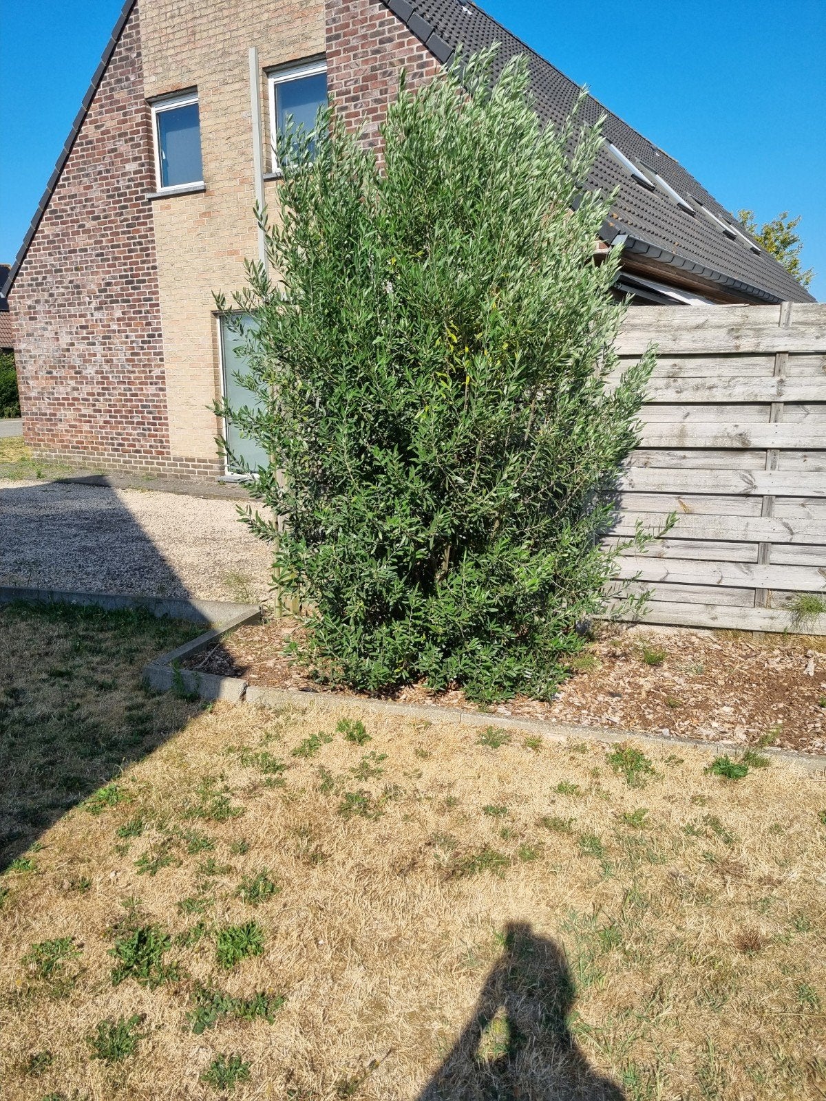 olijfboom, Tuin en Terras, Ophalen of Verzenden, Zo goed als nieuw