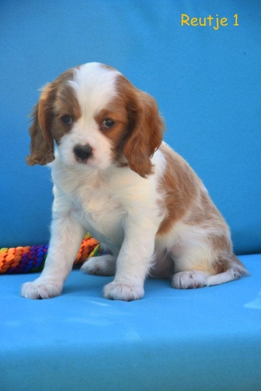 Prachtige Cavalier pupje, Dieren en Toebehoren, België, CDV (hondenziekte), 8 tot 15 weken, Meerdere