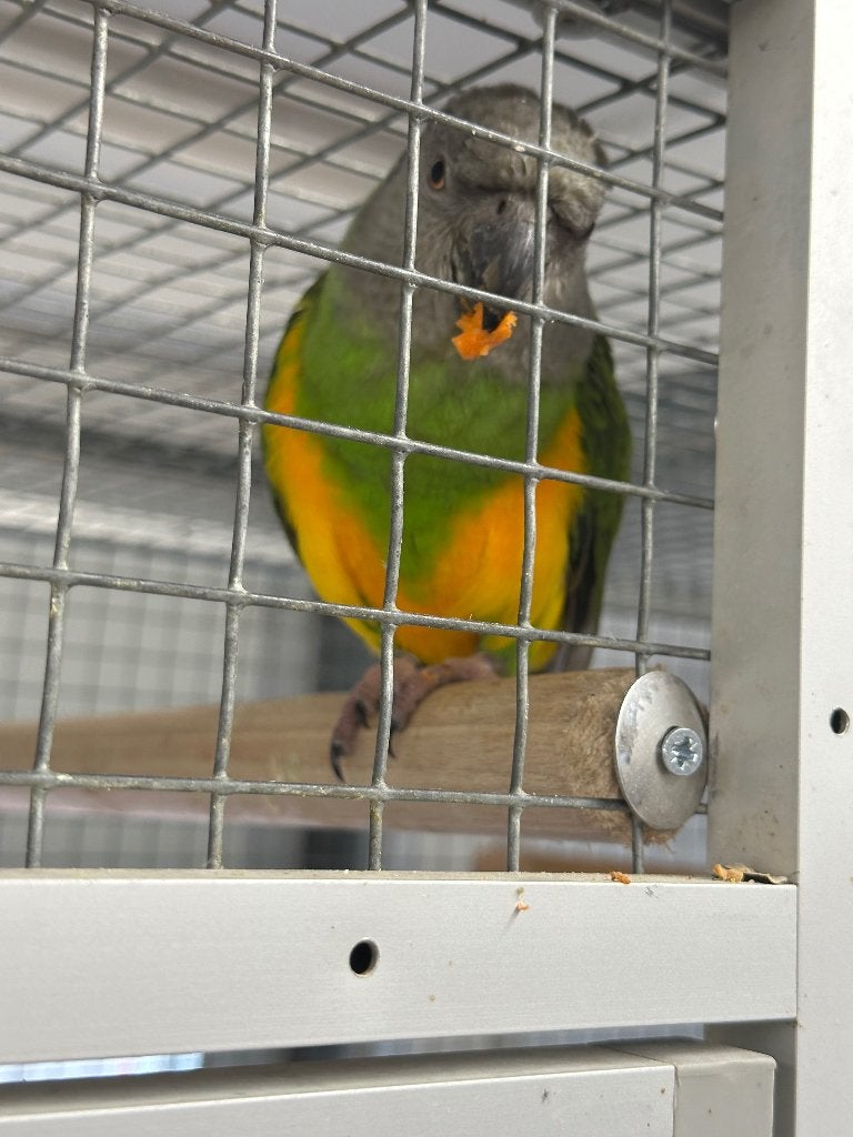 Mooi koppel Bonte Boeren, Dieren en Toebehoren, Meerdere dieren, Papegaai
