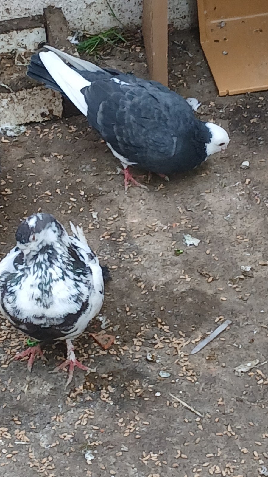sierduiven, Dieren en Toebehoren