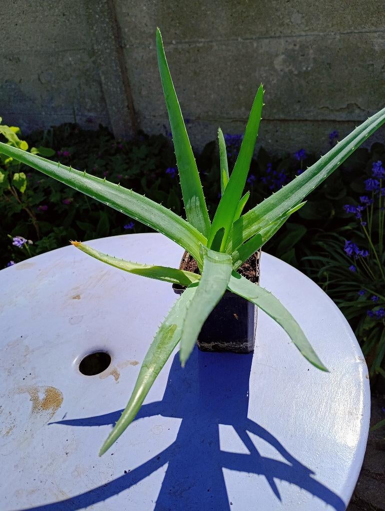 Aloe Vera planten., Huis en Inrichting, Kamerplanten, Ophalen, Vetplant, In pot, Minder dan 100 cm