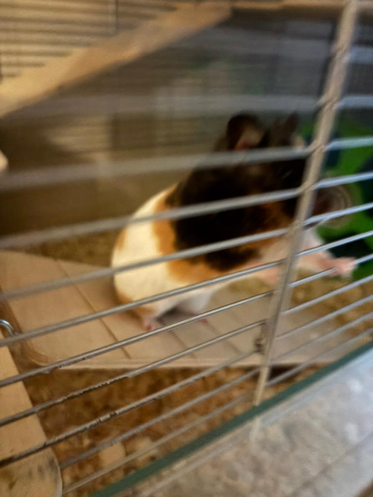 Goudhamster V + kooi, Hamster, Domestique, Janvier, Femelle