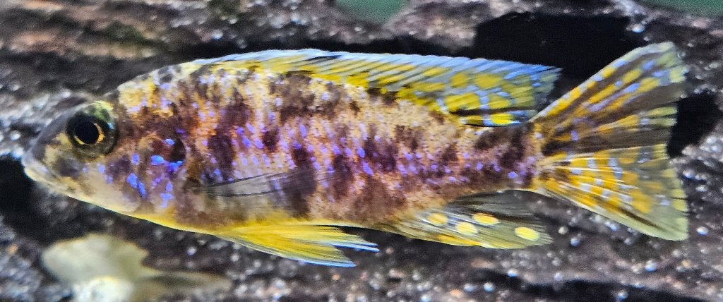 Aulonocara Yellow Berry malawi cichliden, Vis, Zoetwatervis