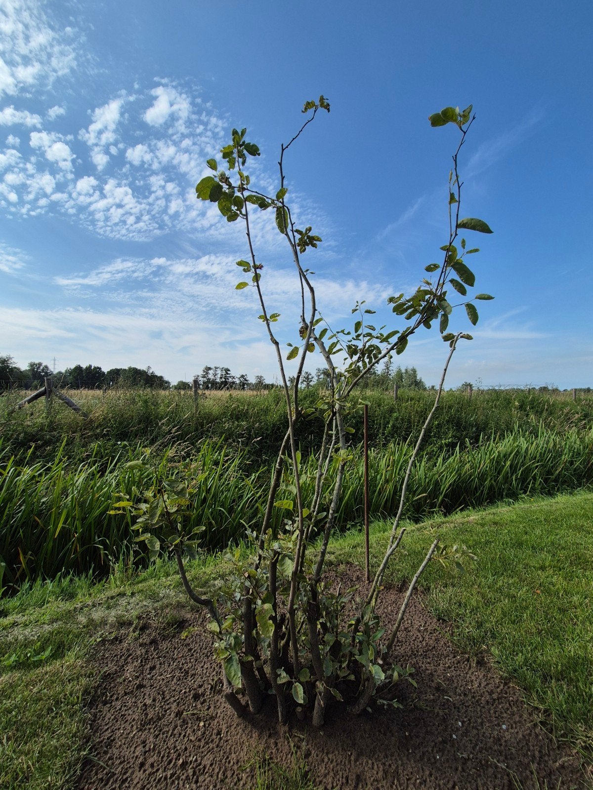Meerstammige Amelanchier lamarcki 160cm, Ophalen