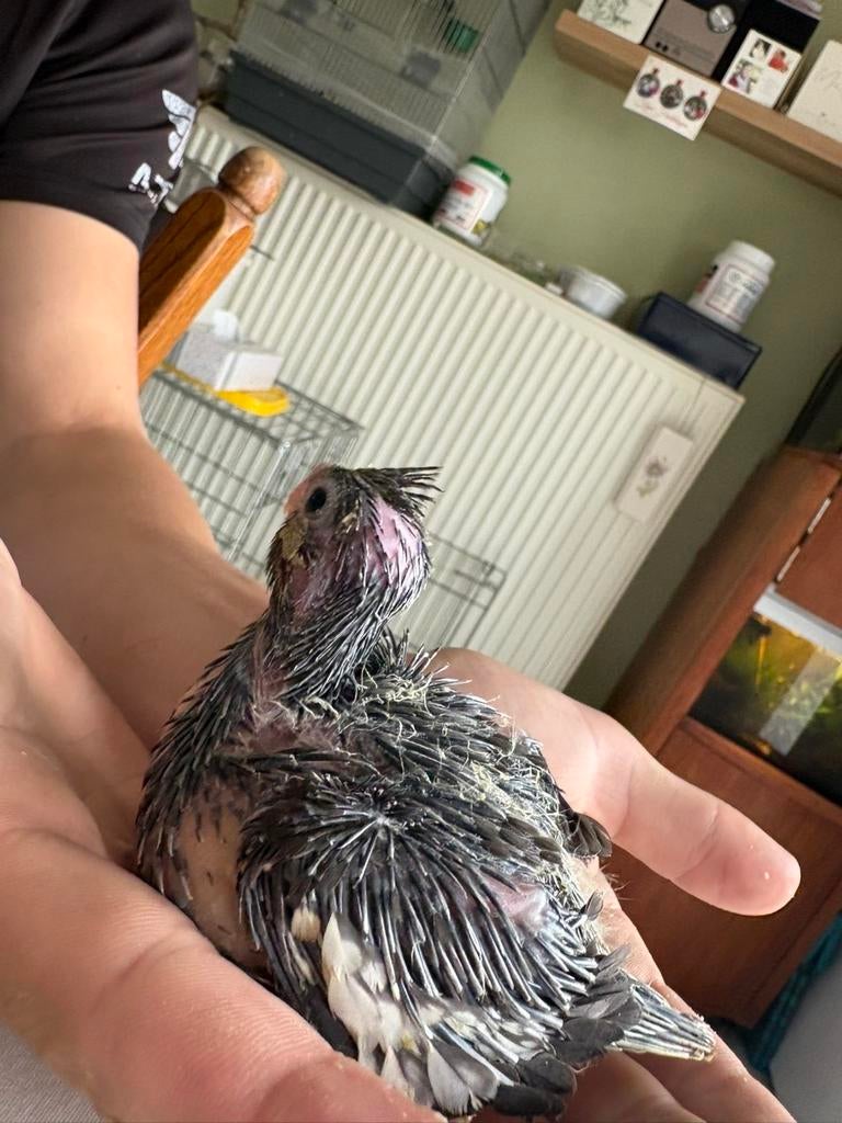 Tamme valkparkieten, Dieren en Toebehoren