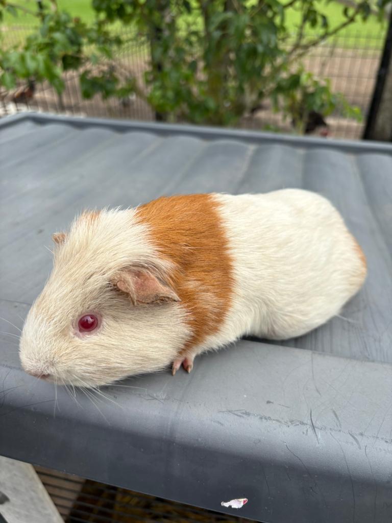 Rood bont beertje, April, Mannelijk, Cavia