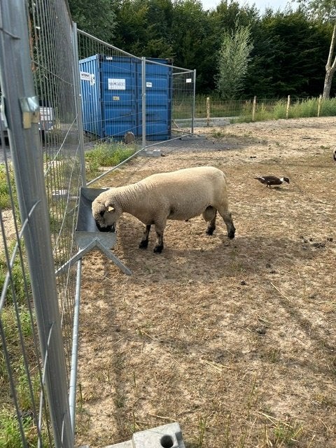 Hampshire down ram bronstig en tam, Dieren en Toebehoren, Schapen, Geiten en Varkens, Mannelijk, Schaap, 0 tot 2 jaar