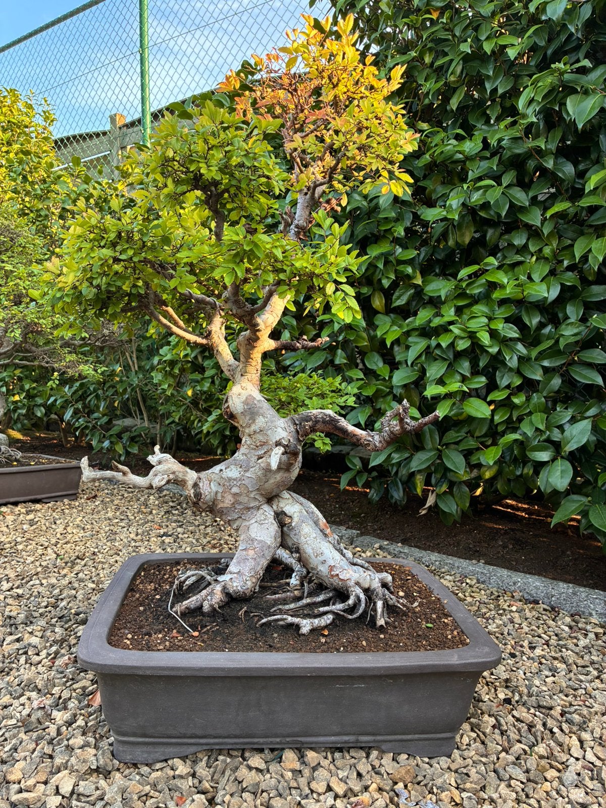 Bonsai Ulmus Parvifolia, Tuin en Terras, Planten | Bomen, Ophalen