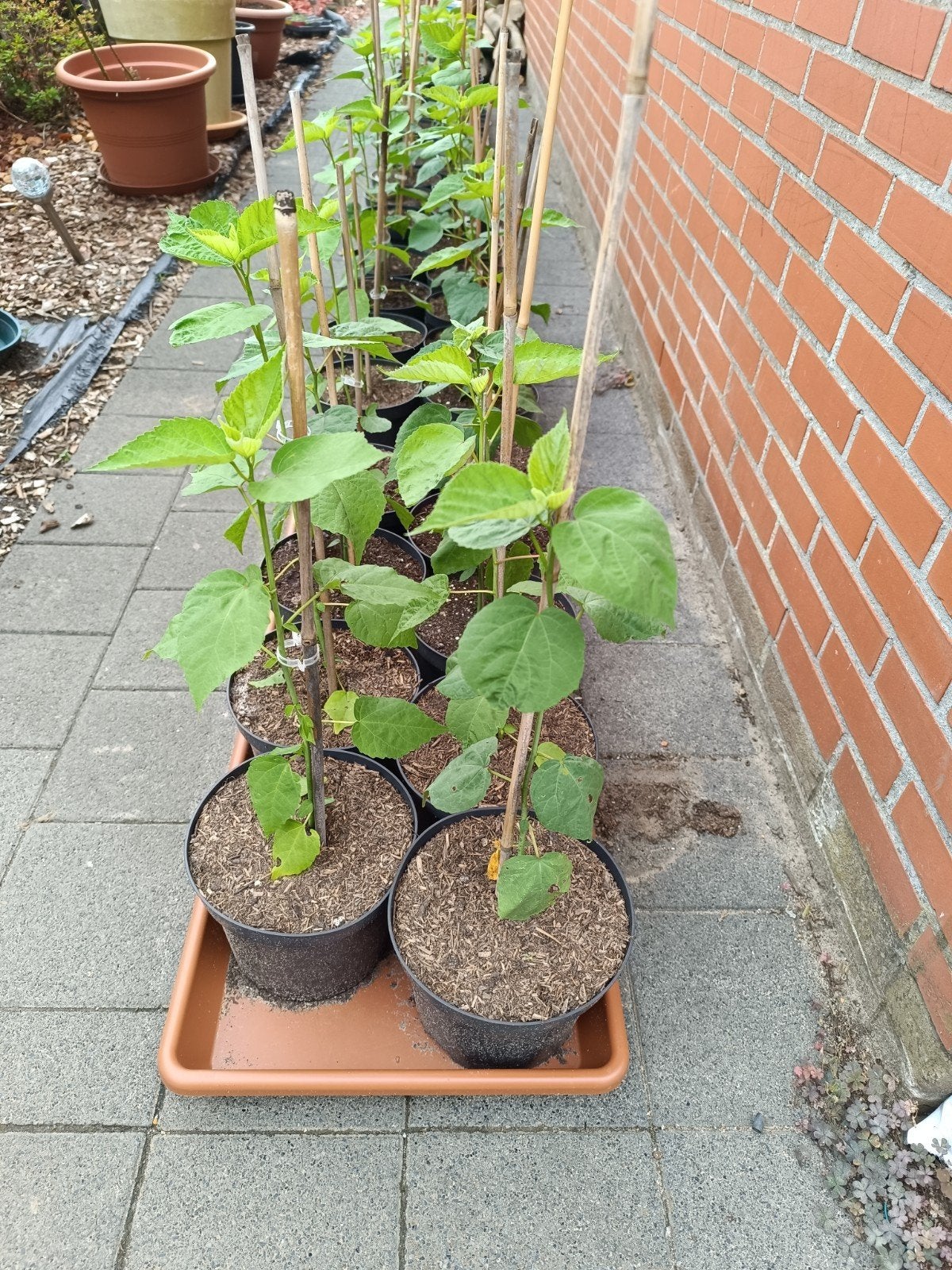 Tropische hibiscus in pot, Tuin en Terras, Ophalen of Verzenden