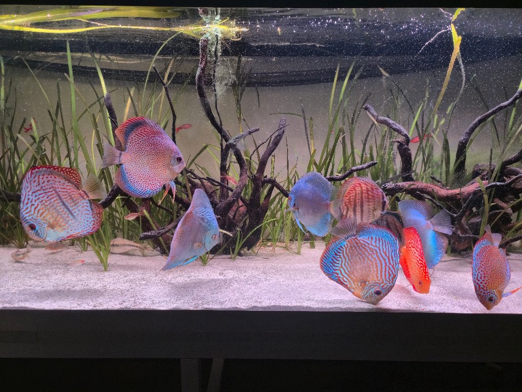 Plantes aquarium + discus, Enlèvement, Utilisé, Plante(s), Pierre ou Bois