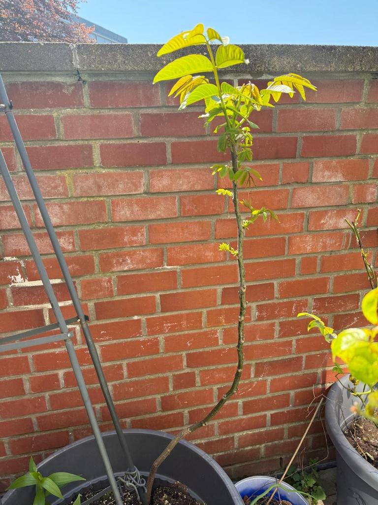Notenboom, Tuin en Terras, Ophalen