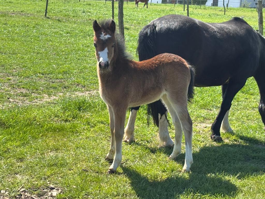 3 Welsh A merrieveulens te koop, Dieren en Toebehoren, Pony's, Merrie