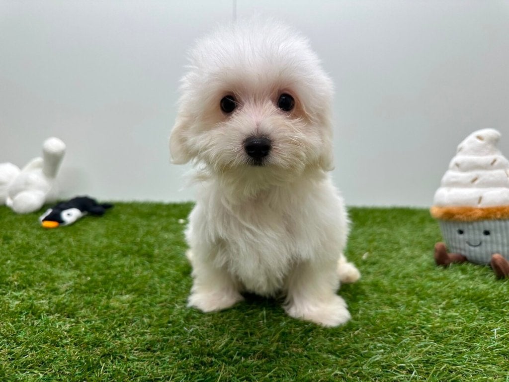 Chiots Bichon Maltais, Hépatite contagieuse (maladie de Rubarth), Bichon maltais, Plusieurs, Belgique