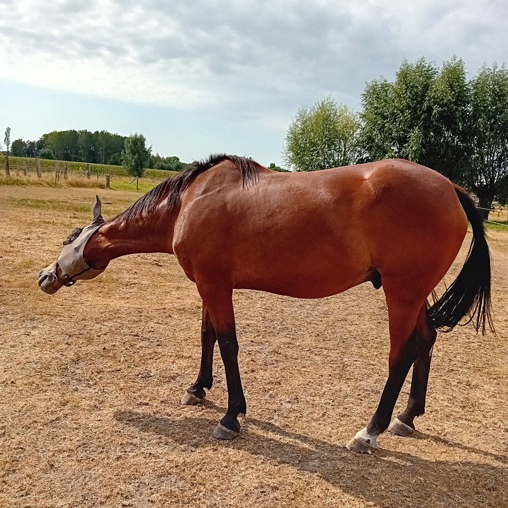 Prachtige bruine ruin, Dieren en Toebehoren, Paarden, Ruin, 7 tot 10 jaar, Met stamboom, B