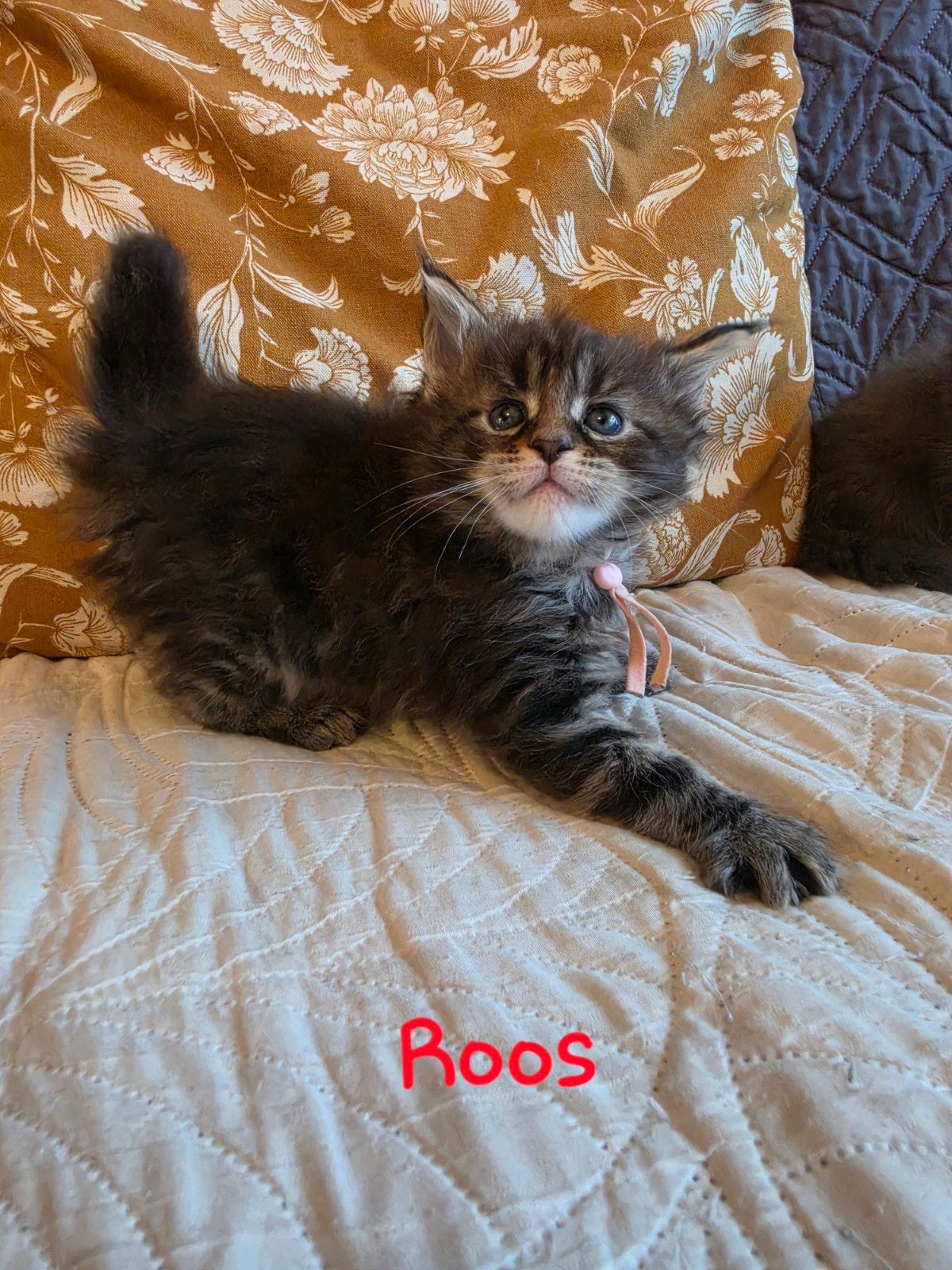 Maine Coons kittens, Dieren en Toebehoren, Poes, Gechipt, 0 tot 2 jaar