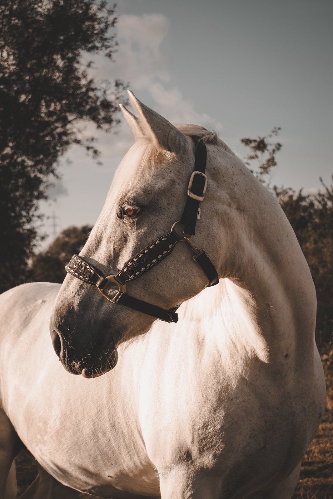 Tinker te koop, Dieren en Toebehoren, Merrie, M