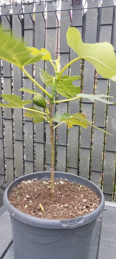 vijgenboompjes, Ophalen, In pot