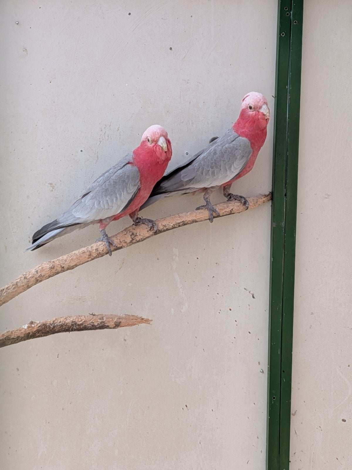 roze kakatoe, Mâle, Perroquet, Bagué