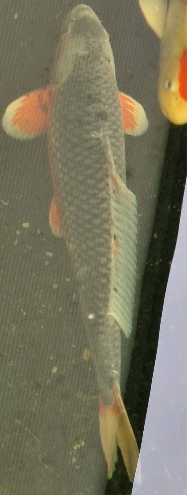Grote Japanse Koi vijvervis 68-71cm blikvanger, Dieren en Toebehoren