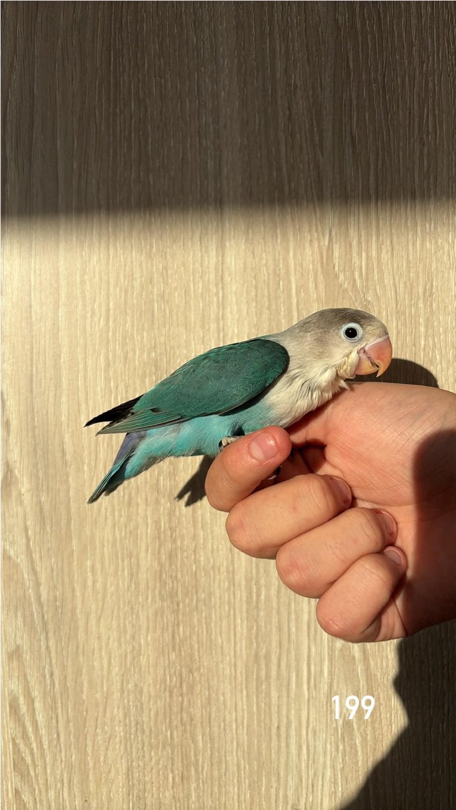 Inséparable bleue, Animaux & Accessoires