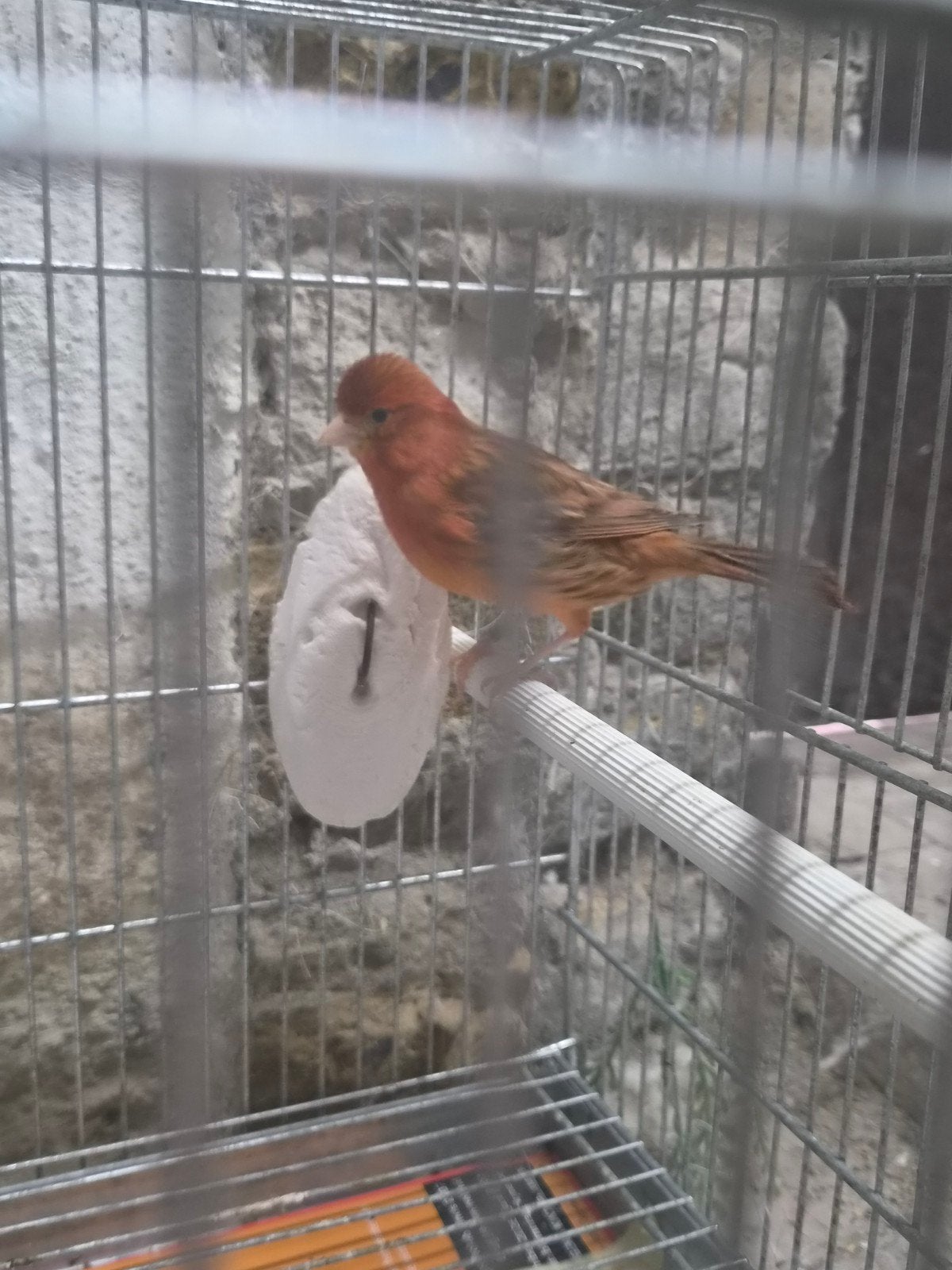 Rode kanarie pop 2025, Femelle, Canari de couleur