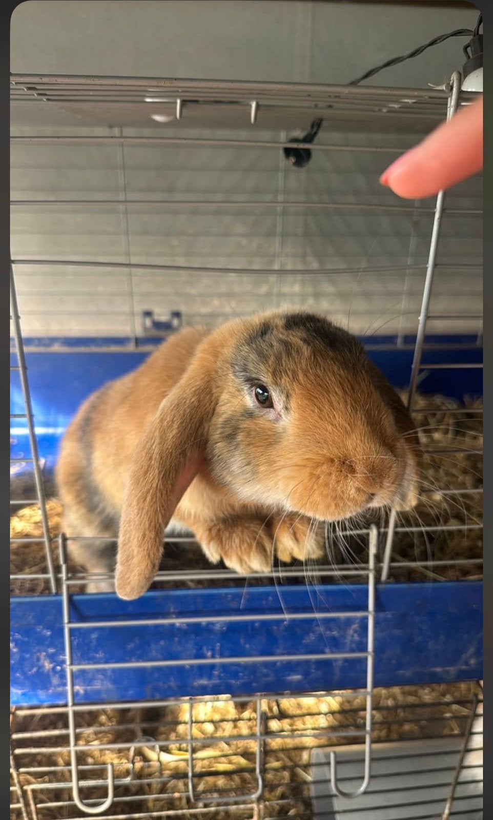 NHD, Dieren en Toebehoren, Mannelijk, Middelgroot, Hangoor, 0 tot 2 jaar