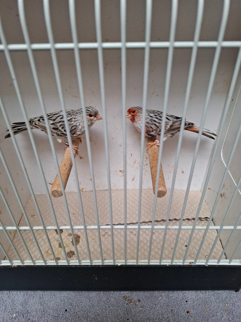 Rood mozaïek agaat kanaries 2026, Meerdere dieren, Kleurkanarie