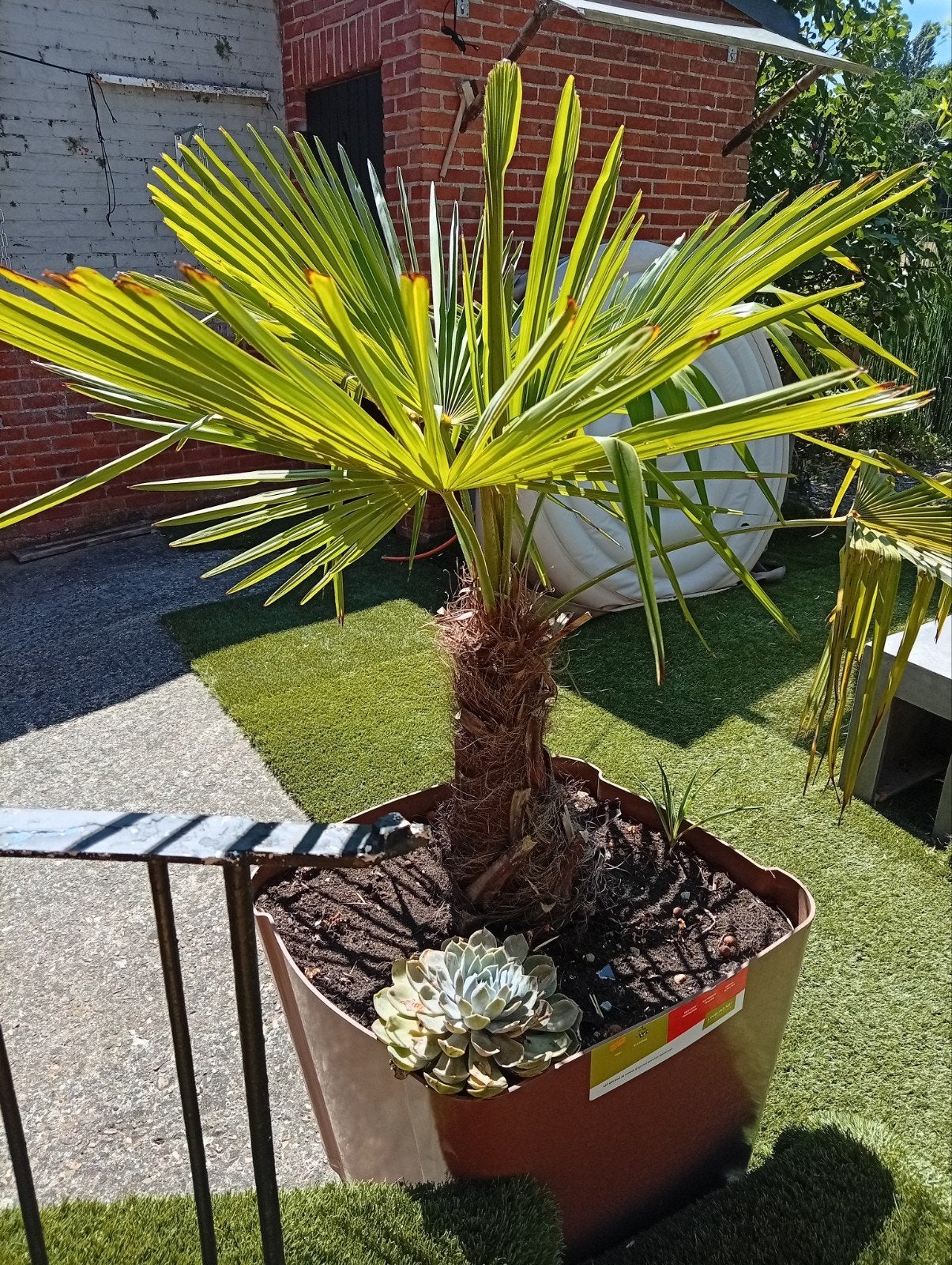 palm in bak, Tuin en Terras, Ophalen