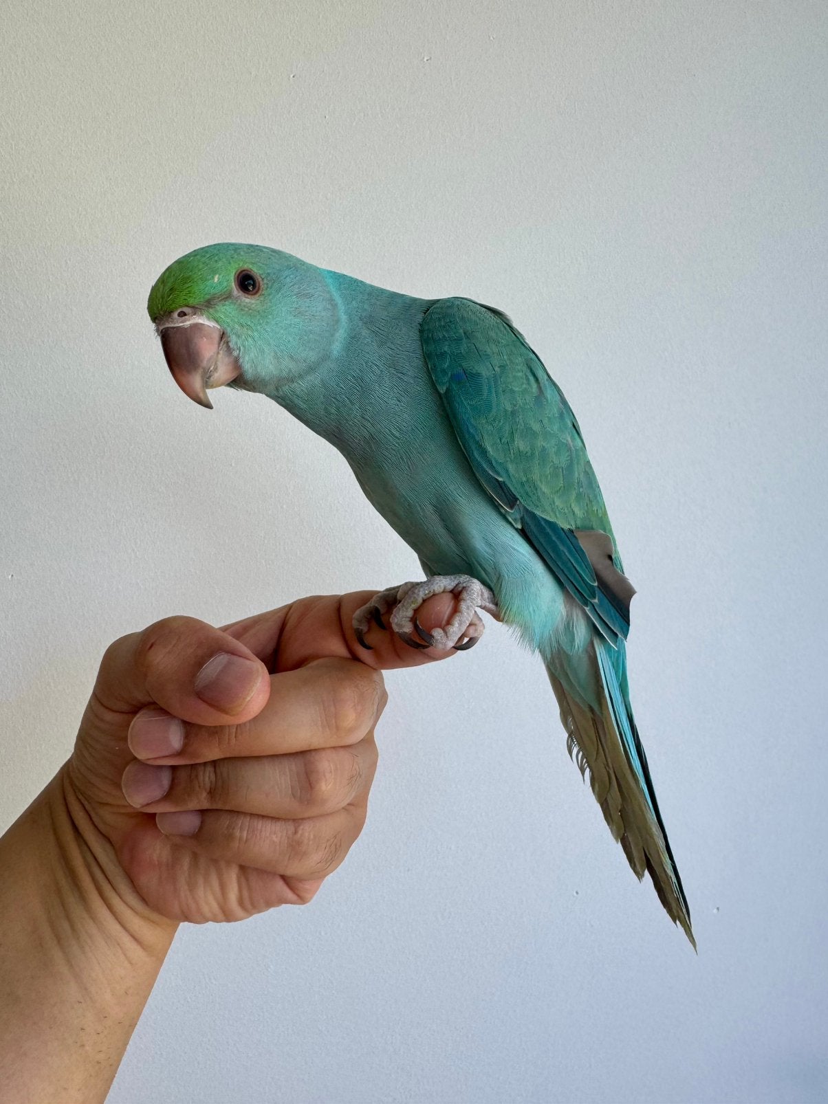 Halsbandpariket turqouis met DNA, Dieren en Toebehoren, Vogels | Parkieten en Papegaaien