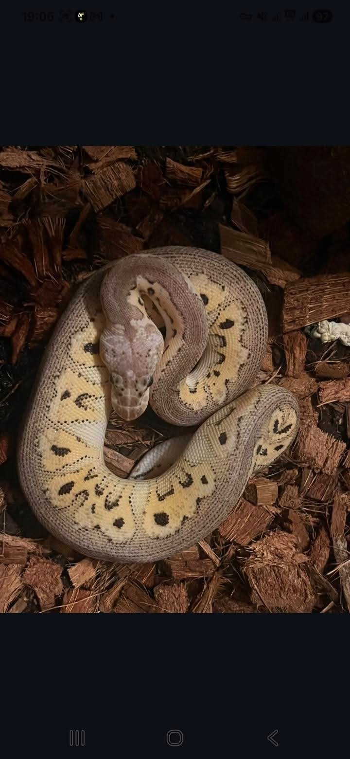 regius 0.1 Black Pastel (fire red srripe) clown, Serpent, Domestique, 0 à 2 ans