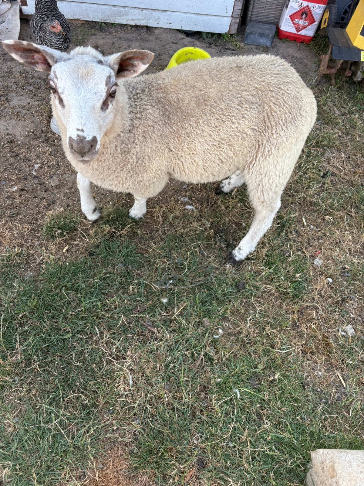 Ram, Mannelijk, Schaap, 0 tot 2 jaar
