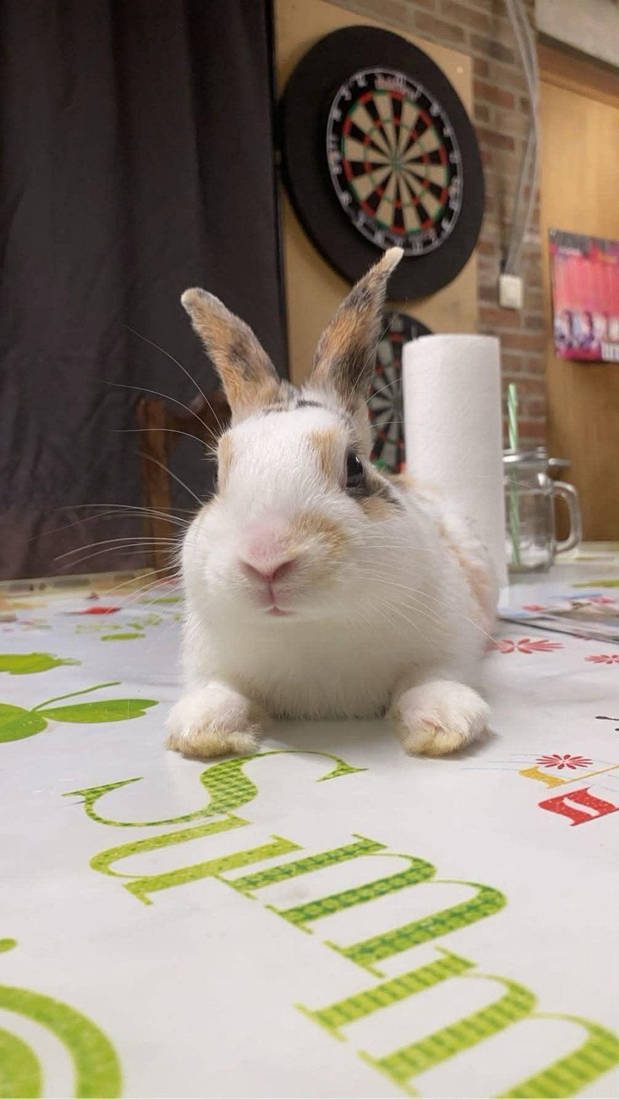 Konijntje zoekt nieuw forever home, Mannelijk, 0 tot 2 jaar