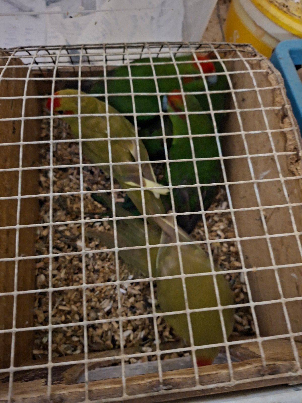 kakerikies cinamon en groene jonge vogels 20euro stuk