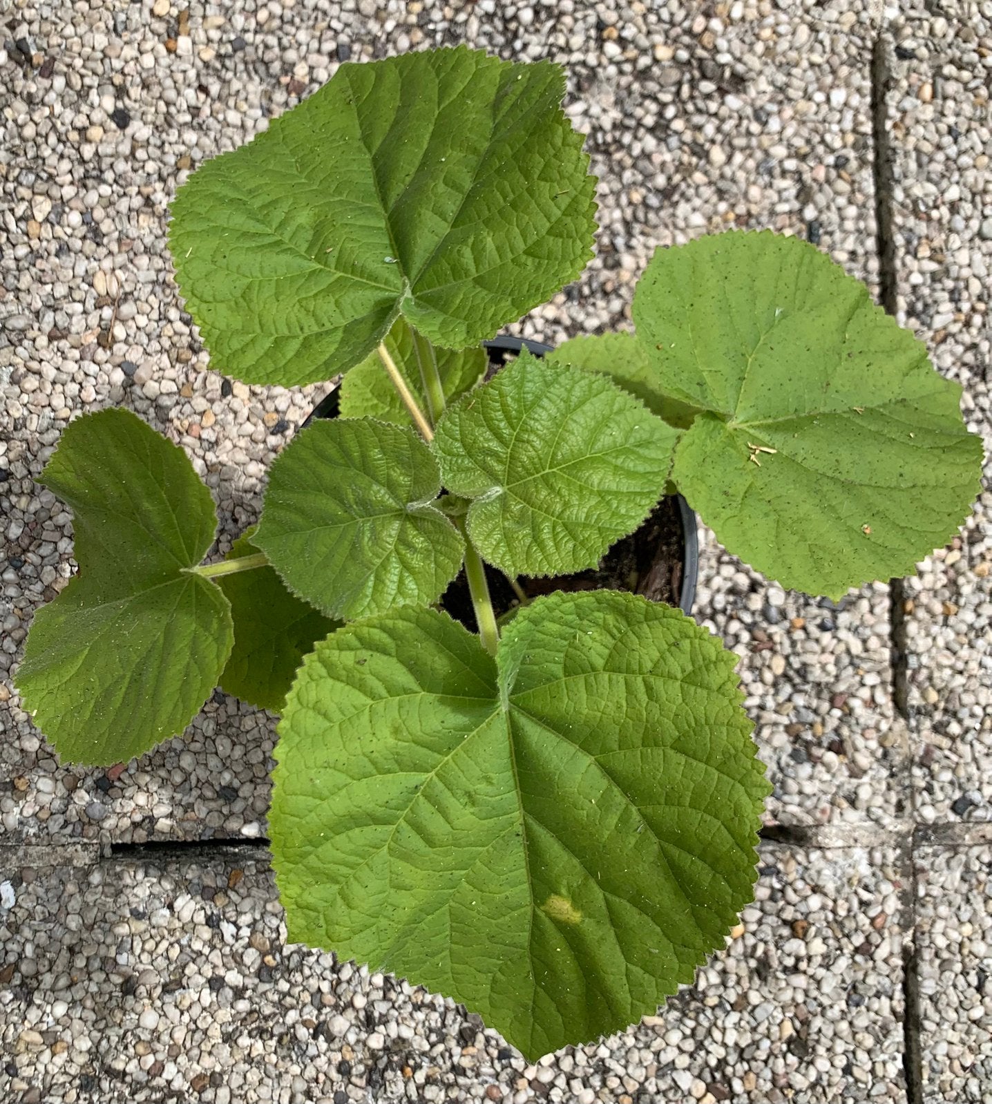 Paulownia Tomentosa – Kiri – Keizerboom - SNELGROEIENDE BOOM, Ophalen, In pot, Overige soorten
