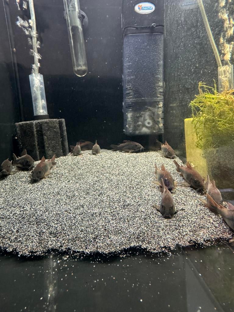 black schultzei (black venezuela) volwassen corydoras, Dieren en Toebehoren