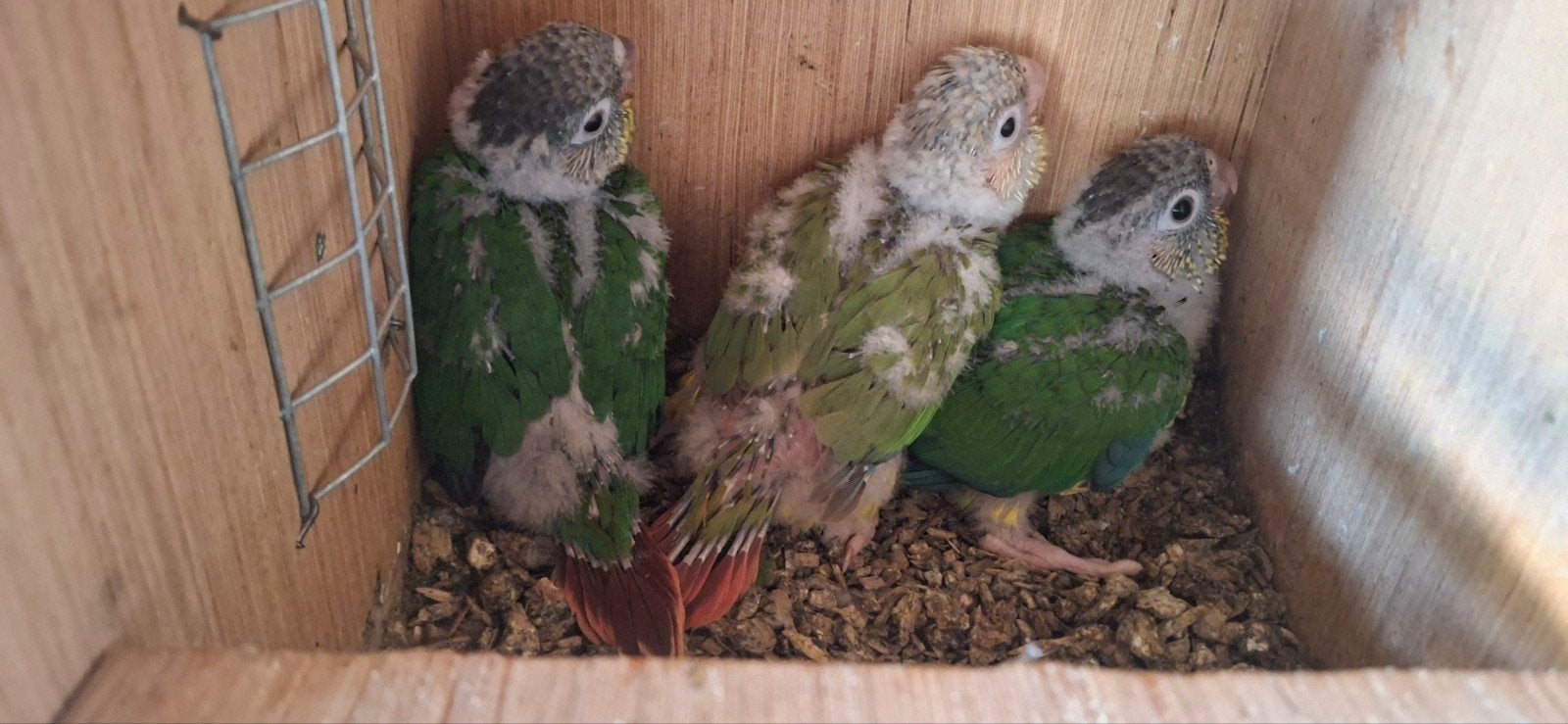 3 jonge pyrrhura