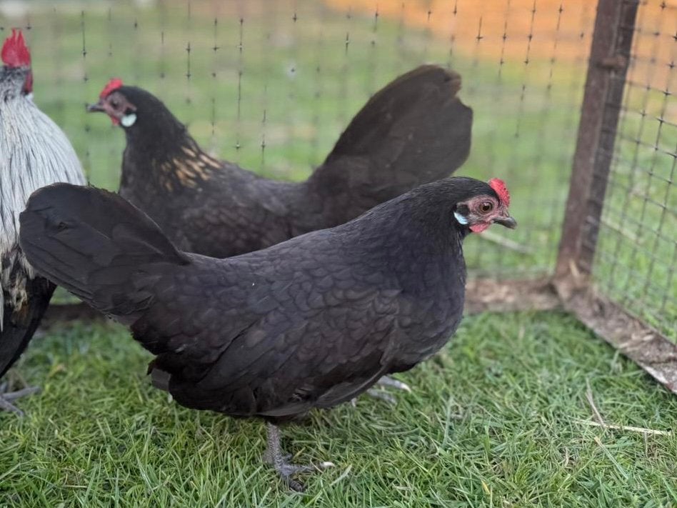 Mooie jonge Hollandse kriel hennetjes, Dieren en Toebehoren, Pluimvee