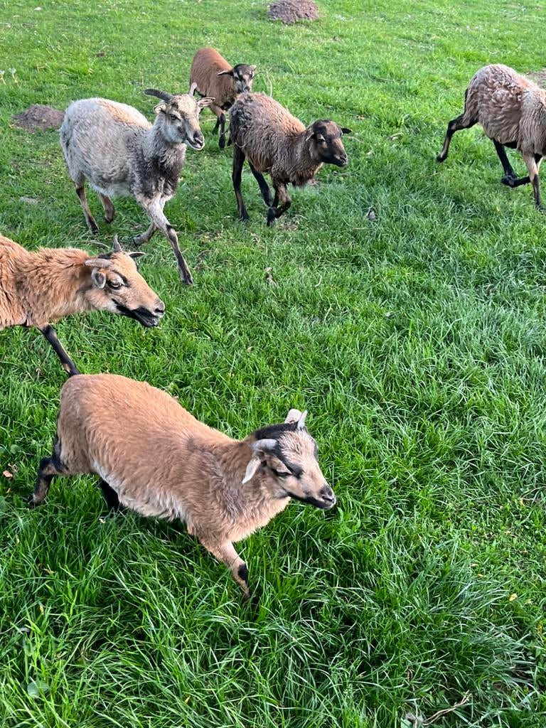 Kameroen bok, Dieren en Toebehoren, Schapen, Geiten en Varkens, Mannelijk, Schaap, 0 tot 2 jaar