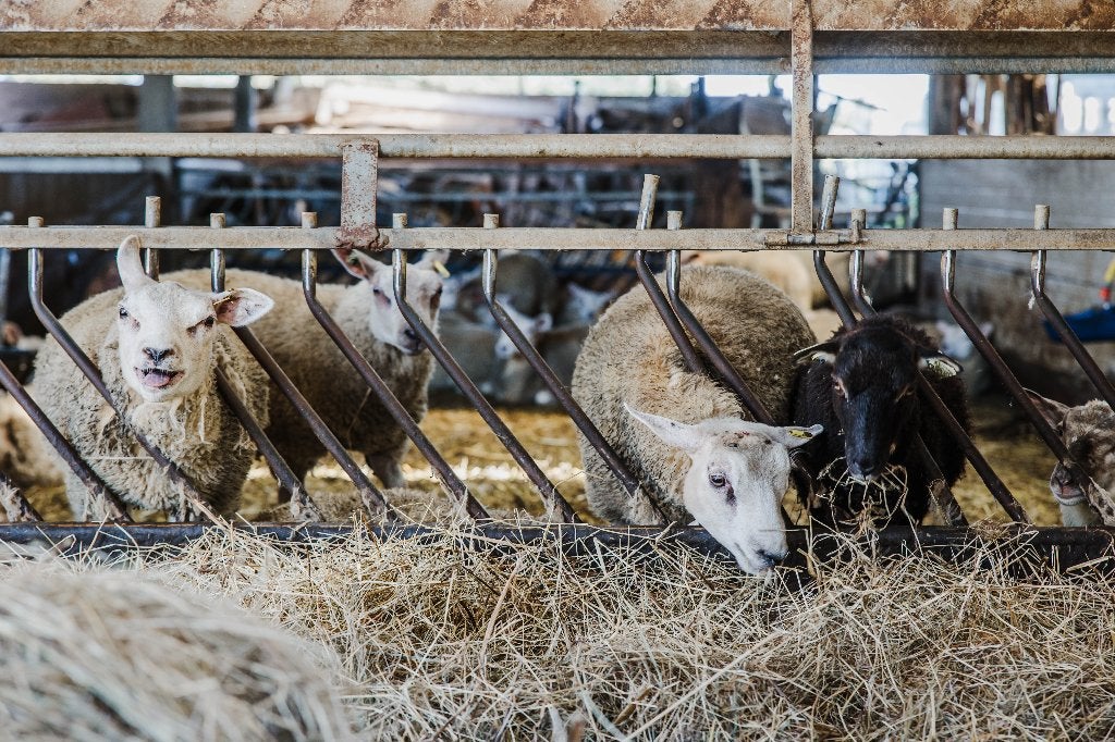 Verse schapenmelk, Dieren en Toebehoren, Vrouwelijk, Schaap