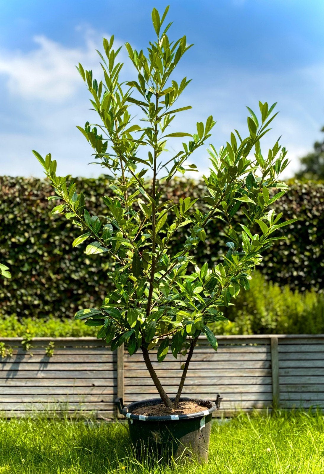 Boompje Laurier kers H 220 cm., Tuin en Terras, Ophalen