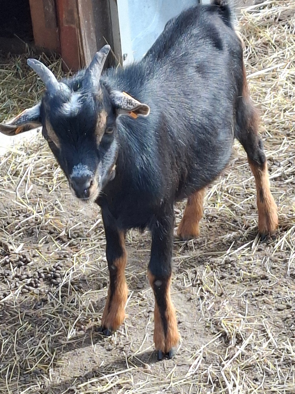 mooie dwerg Geit bok, Dieren en Toebehoren, Mannelijk, Geit, 0 tot 2 jaar