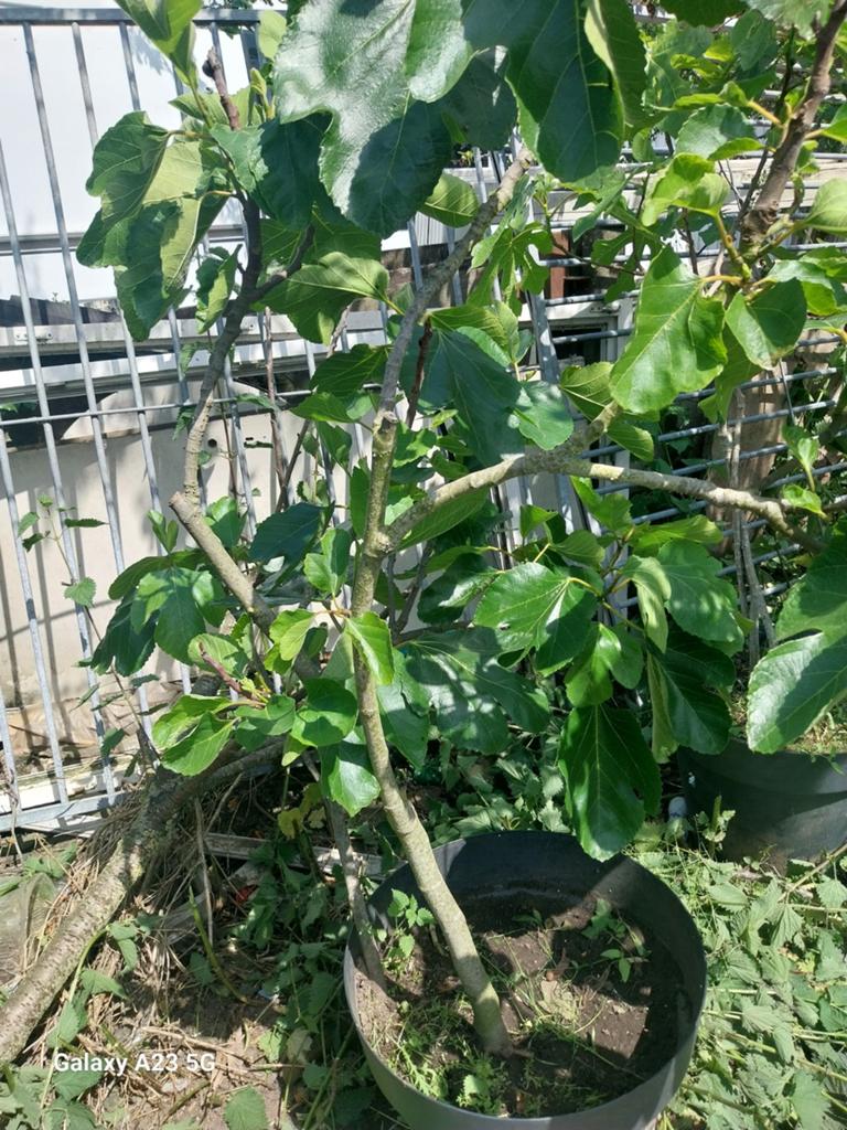 Planten, Tuin en Terras, Ophalen