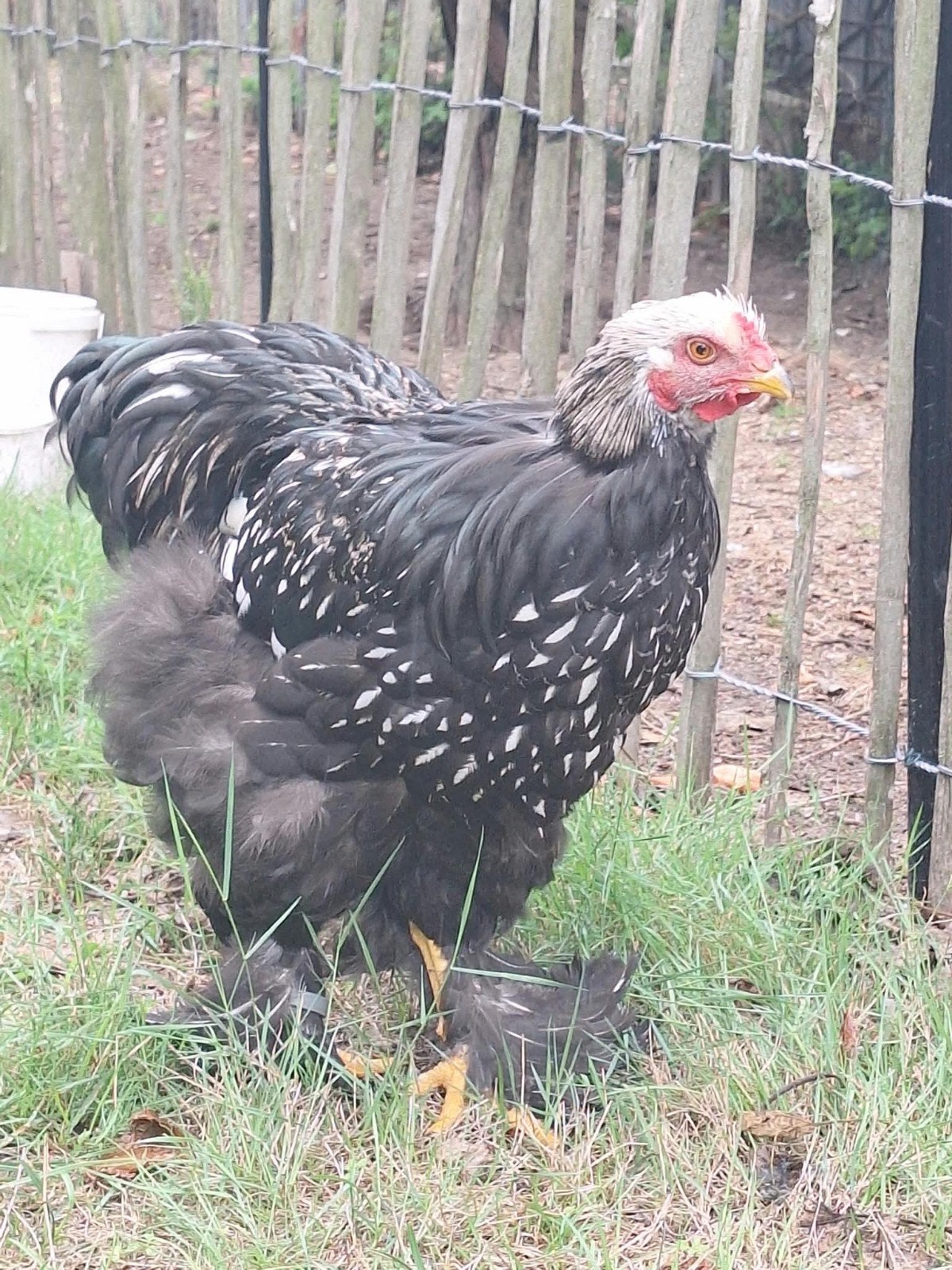 brahma hanen
