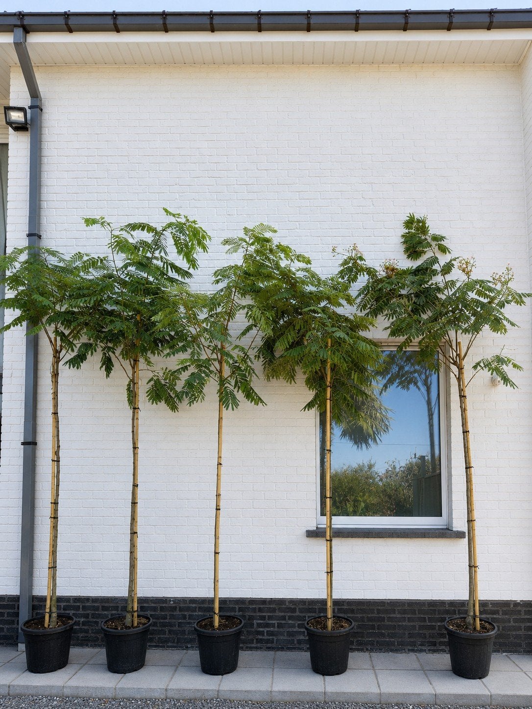 Albizia Julibrissin Ombrella - Perzische slaapboom Hoogstam, Tuin en Terras, Ophalen