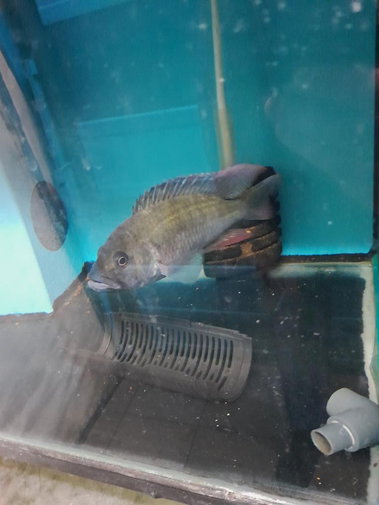 Verschillende malawi cichlides, Vis, Zoetwatervis