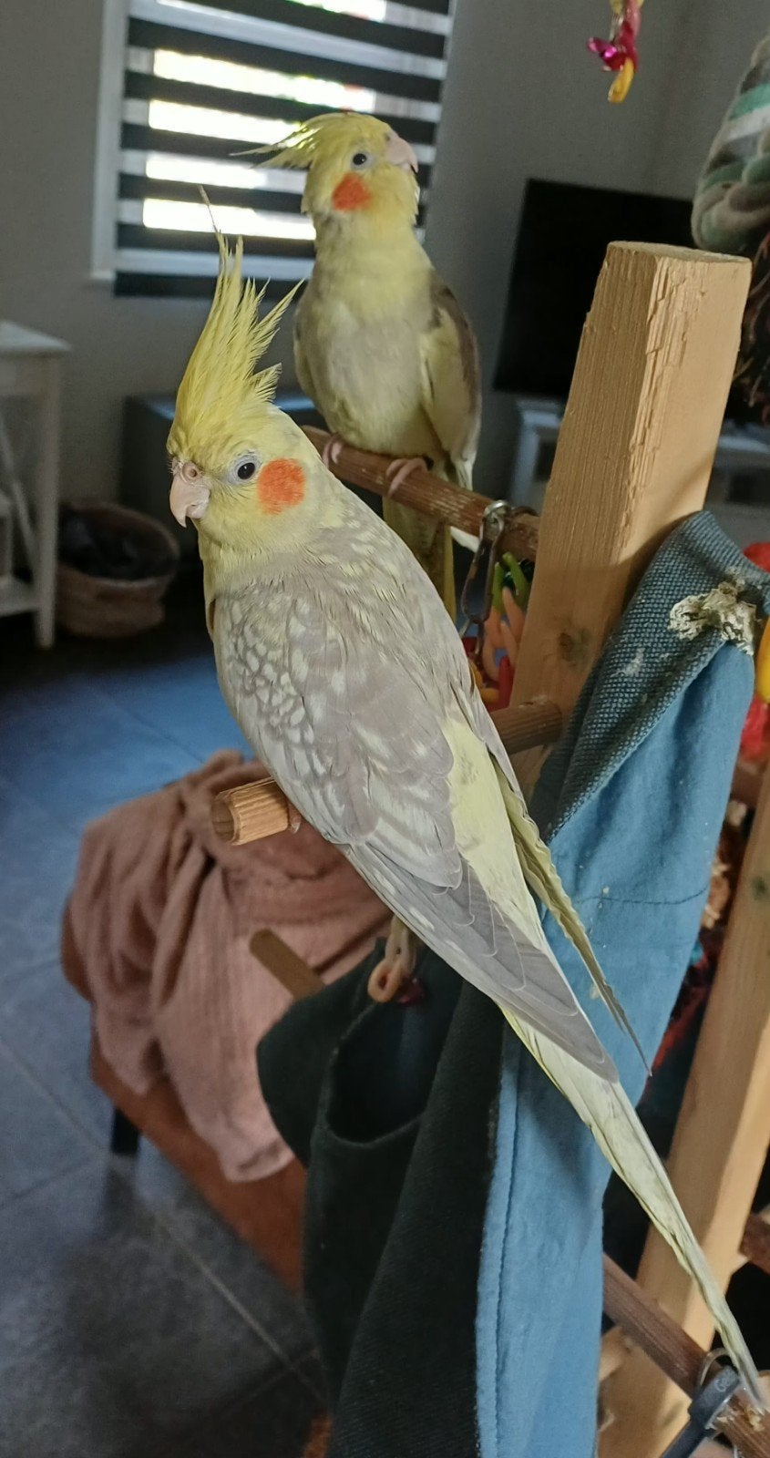 2 cocktails super apprivoisés, Animaux & Accessoires