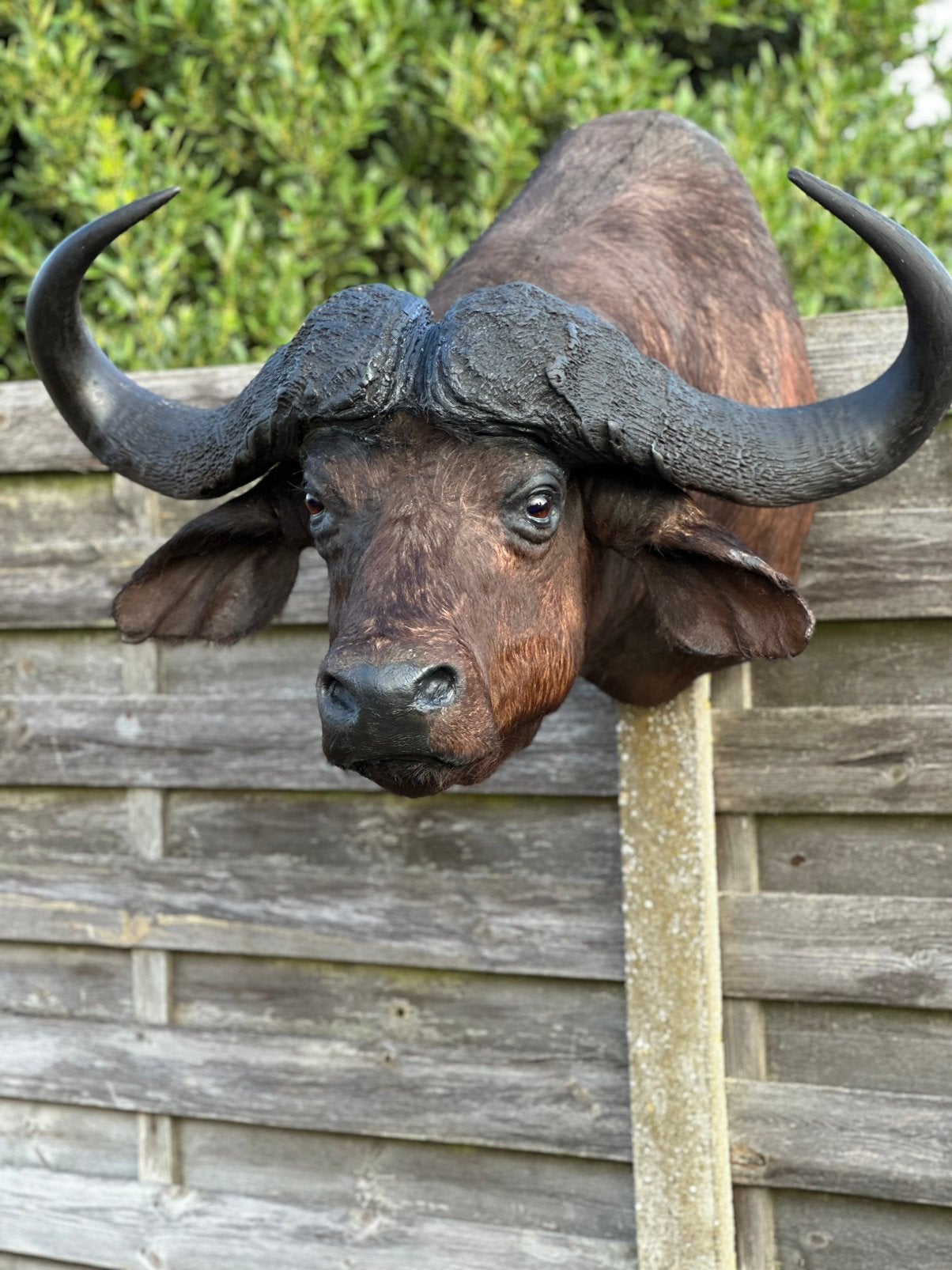 Te koop grote buffel kop opgezette, Ophalen