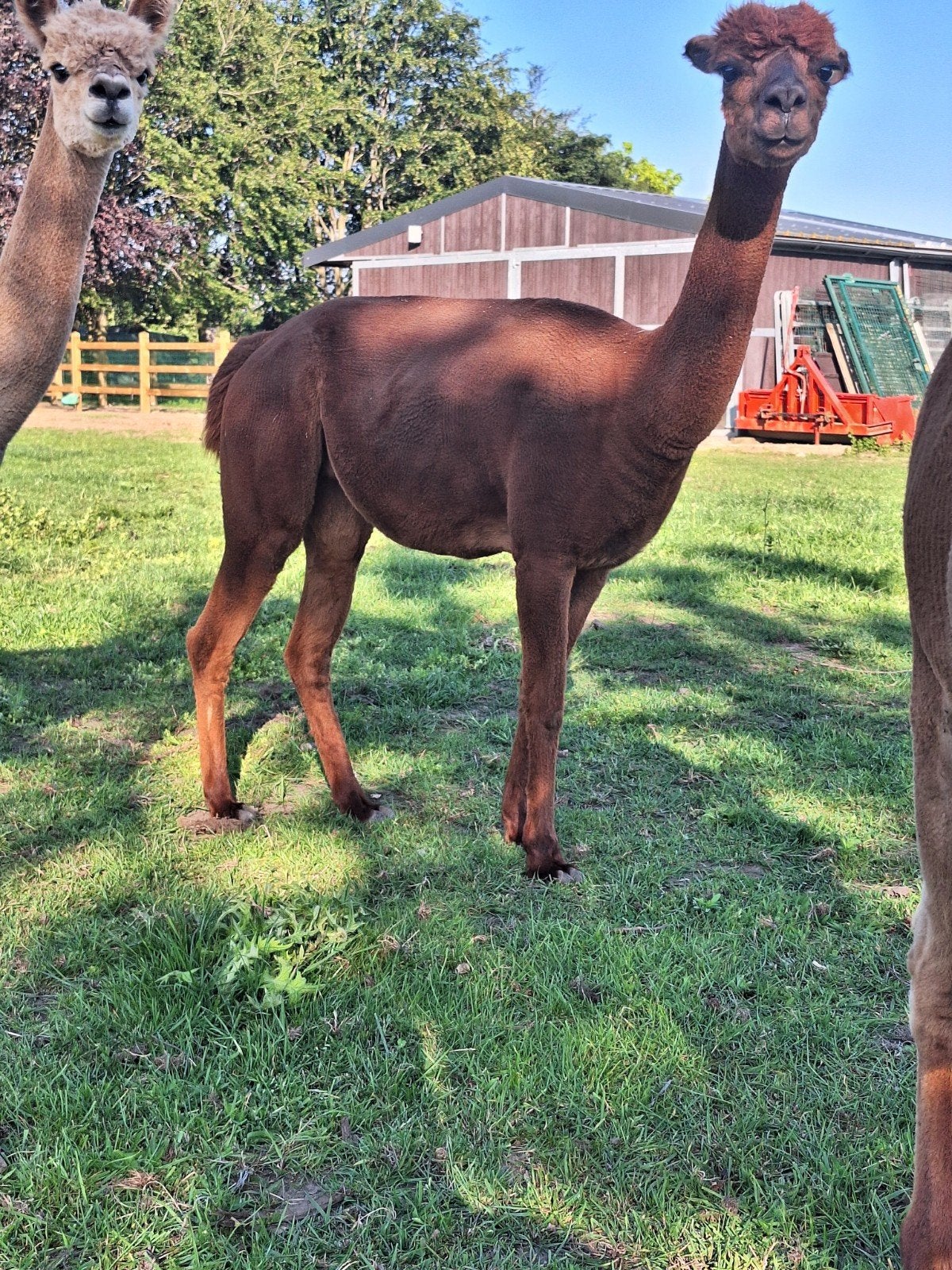 alpaca merrie, Dieren en Toebehoren, Januari, Vrouwelijk