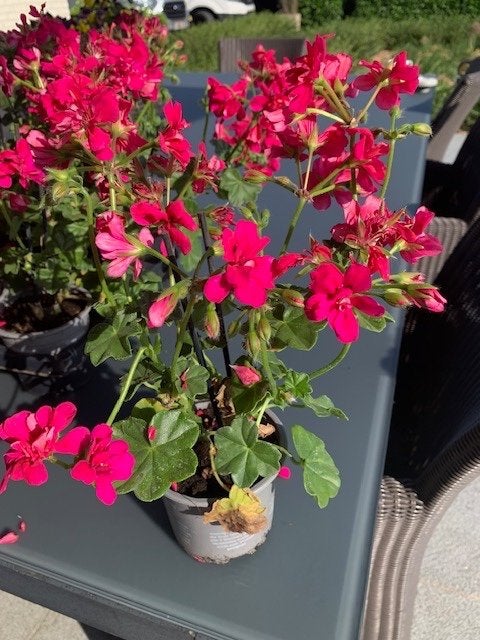 geraniums, Tuin en Terras, Ophalen, Eenjarig
